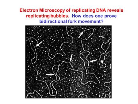 Electron Microscopy of replicating DNA reveals replicating bubbles. How does one prove bidirectional fork movement?