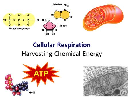 2007-2008 Cellular Respiration Harvesting Chemical Energy ATP.