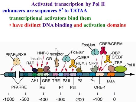 Activated transcription by Pol II