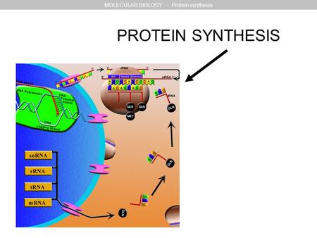 MOLECULAR BIOLOGY – Protein synthesis PROTEIN SYNTHESIS.