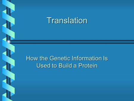 Translation How the Genetic Information Is Used to Build a Protein.
