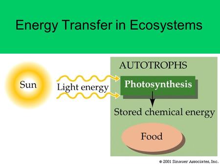 Energy Transfer in Ecosystems. Producers… Are autotrophs that convert energy entering the ecosystem so other organisms can use it –Ex. Plants, protists,