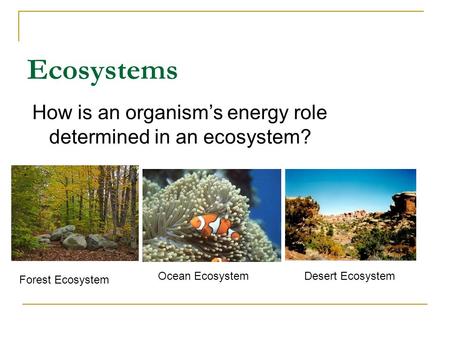 How is an organism’s energy role determined in an ecosystem?