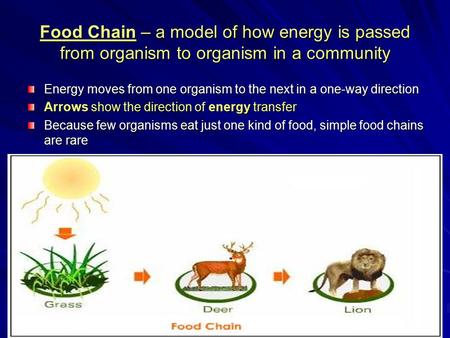 Food Chain – a model of how energy is passed from organism to organism in a community Energy moves from one organism to the next in a one-way direction.