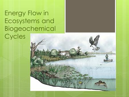 Energy Flow in Ecosystems and Biogeochemical Cycles.