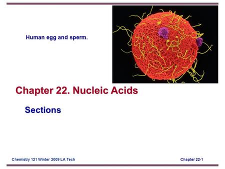 Chapter 22-1Chemistry 121 Winter 2009 LA Tech Sections Chapter 22. Nucleic Acids Human egg and sperm.