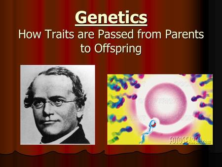 Genetics How Traits are Passed from Parents to Offspring.