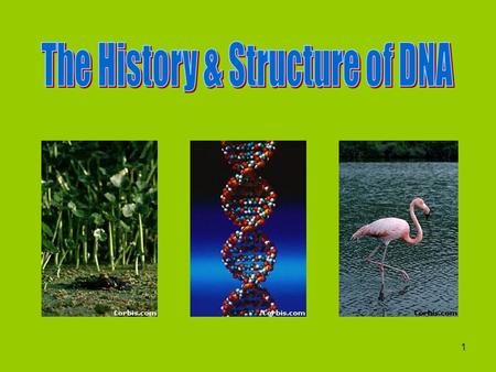1 History Before the 1940’s scientists didn’t know what material caused inheritance. They suspected it was either DNA or proteins.