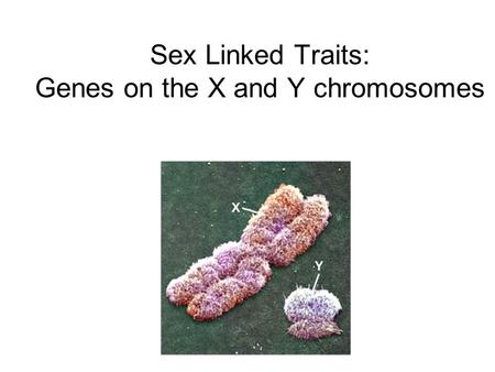 Sex Linked Traits: Genes on the X and Y chromosomes.