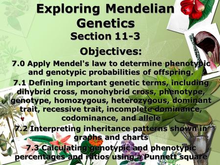 Exploring Mendelian Genetics Section 11-3 Objectives: 7.0 Apply Mendel's law to determine phenotypic and genotypic probabilities of offspring. 7.1 Defining.