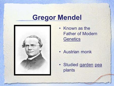 Gregor Mendel Known as the Father of Modern Genetics Austrian monk Studied garden pea plants.