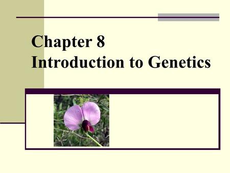 Chapter 8 Introduction to Genetics