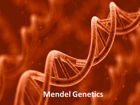 Mendel Genetics. Our Main Man Mendel! Gregor Mendel  father of genetics; discovered trends in heredity 30 years before other scientists! Prior to Mendel.