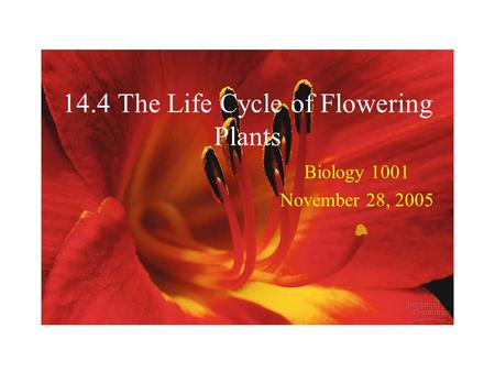 14.4 The Life Cycle of Flowering Plants Biology 1001 November 28, 2005.