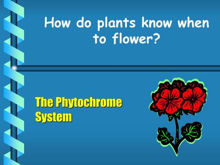 How do plants know when to flower?