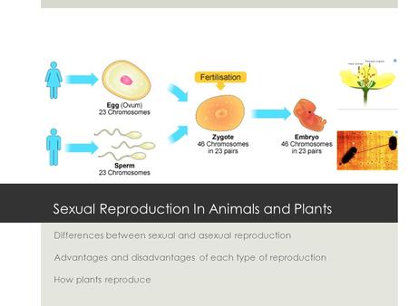 Sexual Reproduction In Animals and Plants
