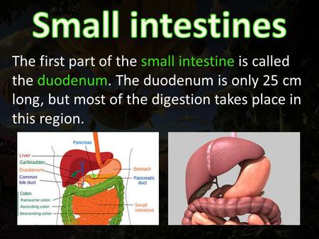 The first part of the small intestine is called the duodenum. The duodenum is only 25 cm long, but most of the digestion takes place in this region.