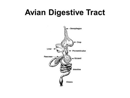 Avian Digestive Tract. Ruminates DIGESTIVE TRACT.