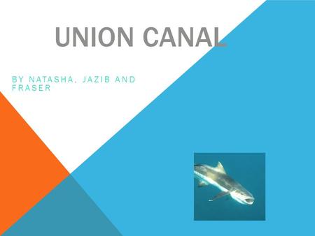 UNION CANAL BY NATASHA, JAZIB AND FRASER. Life at the union canal is great. It was built over 200 years ago. The union canal goes to the kelpies.