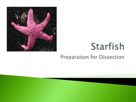 Preparation for Dissection.  Phylum Echinodermata, class Asteroidea  Brittle Stars are in the class Ophiuroidea  Sharp spines, radial symmetry, and.