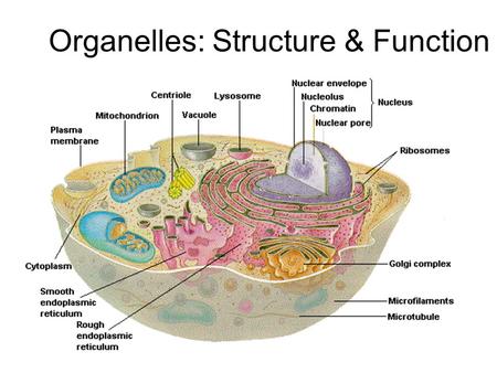 Organelles: Structure & Function. Cell/Plasma Membrane Structure: Phospholipid bilayer Function: Controls what enters & exits the cell.