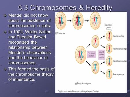 5.3 Chromosomes & Heredity Mendel did not know about the existence of chromosomes in cells. In 1902, Walter Sutton and Theodor Boveri recognized the relationship.