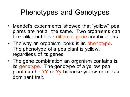 Phenotypes and Genotypes Mendel’s experiments showed that “yellow” pea plants are not all the same. Two organisms can look alike but have different gene.