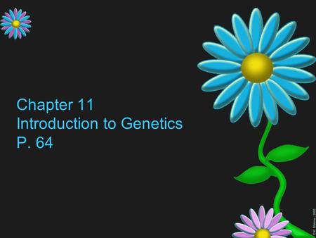 © K. Malone, 2005 Chapter 11 Introduction to Genetics P. 64.