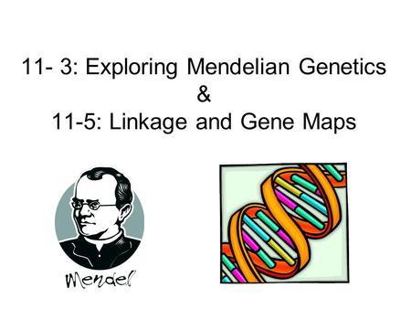 11- 3: Exploring Mendelian Genetics & 11-5: Linkage and Gene Maps