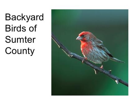 Backyard Birds of Sumter County So, what do you need?