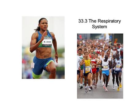 33.3 The Respiratory System