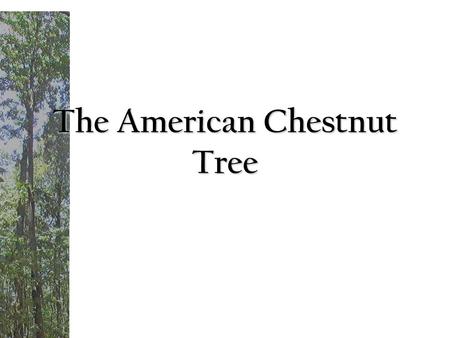 The American Chestnut Tree. During today’s lesson students will be able to: 1. Explain how the backcross breeding method works and is helping to develop.