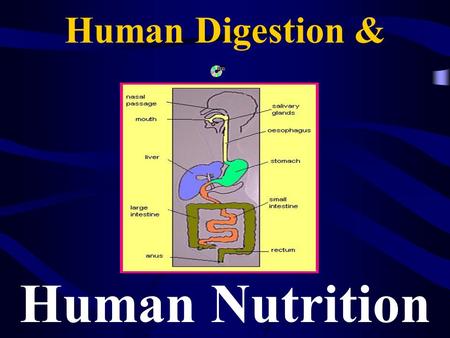 Human Digestion & Human Nutrition. Nutrition All the activities by which an organism obtains and uses food for growth and repair of cells.