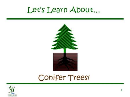 1 Let’s Learn About… Conifer Trees!. 2 What Is a Conifer Tree? Has cones Has needles –Needles stay green year round until they die Has soft wood Has seeds.