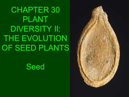 CHAPTER 30 PLANT DIVERSITY II: THE EVOLUTION OF SEED PLANTS Seed.