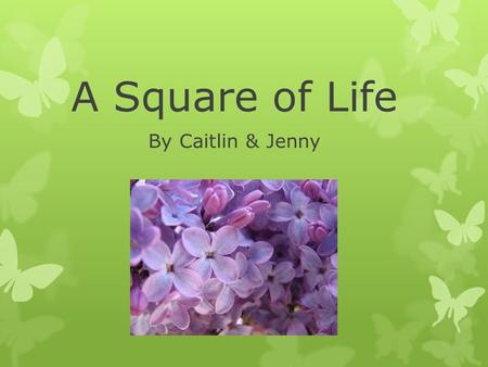 A Square of Life By Caitlin & Jenny. Our Environment Some of the bugs that we found in our square were small black ants, may flies, black flies, mosquitoes,