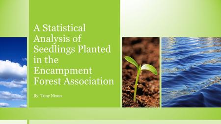 A Statistical Analysis of Seedlings Planted in the Encampment Forest Association By: Tony Nixon.