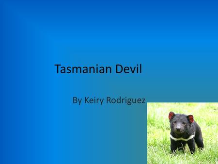 Tasmanian Devil By Keiry Rodriguez. General Information Tasmanian devils can be found in the Australian island called Tasmania. Tasmanian devils shelter.