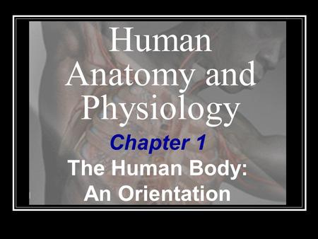Human Anatomy and Physiology Chapter 1 The Human Body: An Orientation.