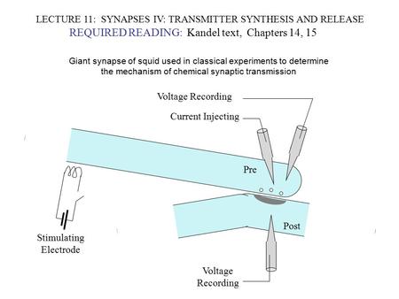 LECTURE 11: SYNAPSES IV: TRANSMITTER SYNTHESIS AND RELEASE REQUIRED READING: Kandel text, Chapters 14, 15 Giant synapse of squid used in classical experiments.