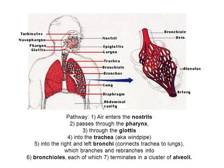 Pathway: 1) Air enters the nostrils 2) passes through the pharynx, 3) through the glottis 4) into the trachea (aka windpipe) 5) into the right and left.