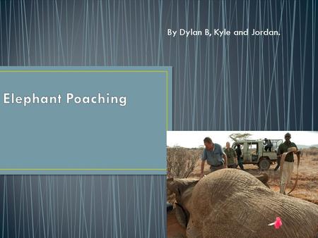 By Dylan B, Kyle and Jordan. Poaching is the wrong thing to do. It is wrong to kill elephants for their tusks and their meat. Poaching is illegal and.