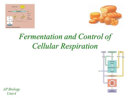 Fermentation and Control of Cellular Respiration AP Biology Unit 4.