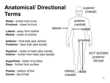 Anatomical/ Directional Terms