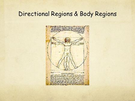 Directional Regions & Body Regions. I.Anatomical Position - standing erect, with face forward, arms at sides, & palms & toes directed forward.