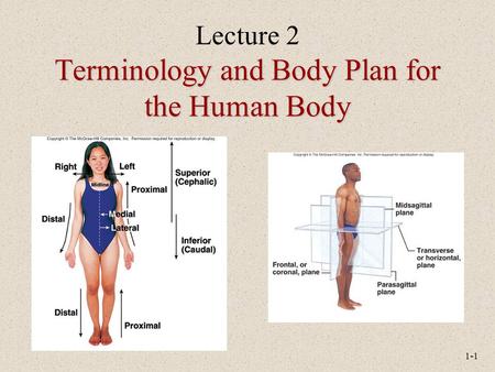 Lecture 2 Terminology and Body Plan for the Human Body