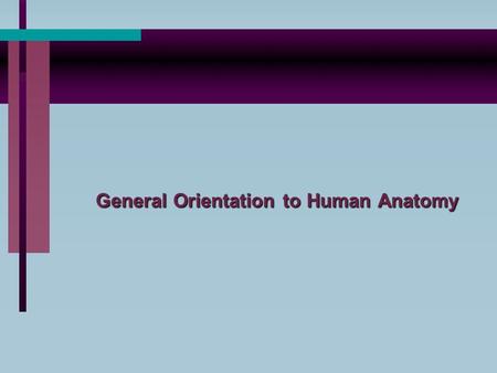 General Orientation to Human Anatomy. A. Anatomical position is a standing position in which the subject is erect, face forward, eyes ahead, arms down.