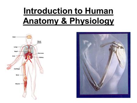 Introduction to Human Anatomy & Physiology