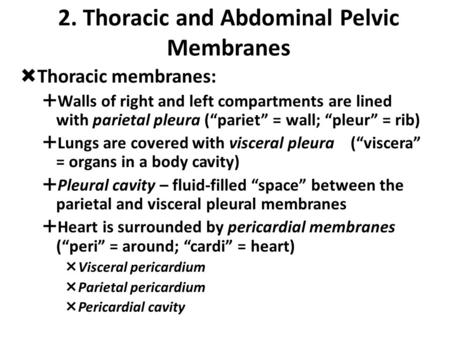 2. Thoracic and Abdominal Pelvic Membranes  Thoracic membranes:  Walls of right and left compartments are lined with parietal pleura (“pariet” = wall;