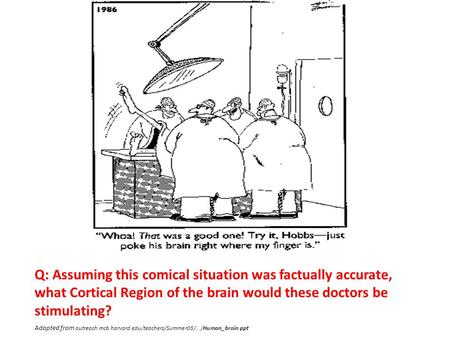 Q: Assuming this comical situation was factually accurate, what Cortical Region of the brain would these doctors be stimulating? Adapted from outreach.mcb.harvard.edu/teachers/Summer05/.../Human_brain.ppt.